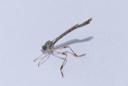 Leptogaster sp.